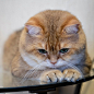 hosico_cat