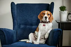 点击来源直接获取大图文件 |Funny beagle dog sitting in the chair like a boss