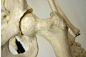Skeleton_0026
