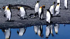 呆头呆脑的南极企鹅搞笑壁纸桌面壁纸4