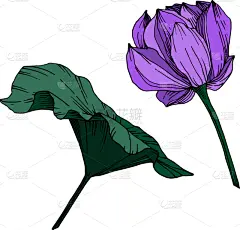 莲花,植物学,黑色,仅一朵花,荷花,壁纸,植物群,春天,花