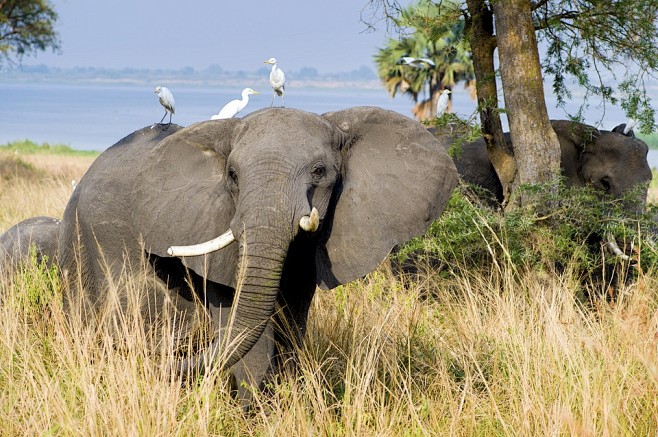 象, 默奇森国家公园, 乌干达, 哺乳动...