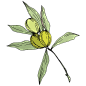 橄榄