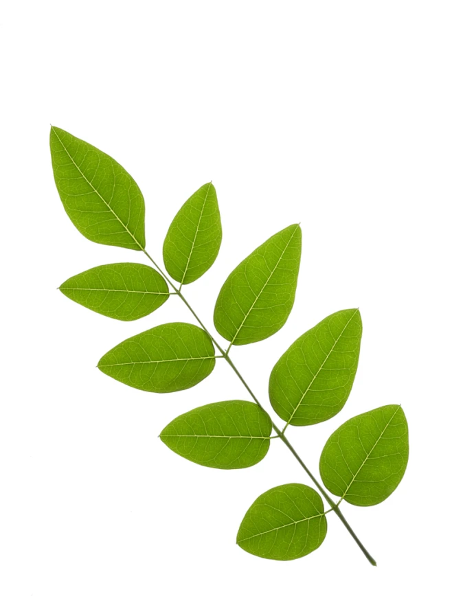 对生的卵形羽状复叶的绿叶-花瓣网