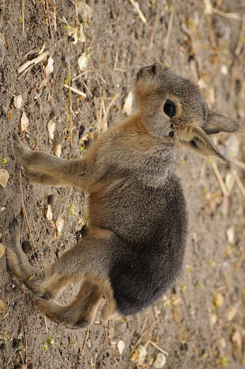 啮齿目豚鼠科长耳豚鼠属兔豚鼠