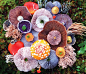 蘑菇之花 |  Jill Bliss ​​​​