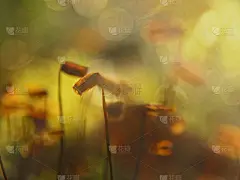 苔藓,前景聚焦,孢子囊,水平画幅,小丘,无人,湿,夏天,沼泽,户外