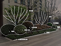 LLL``采集到W植物品种 种植说明