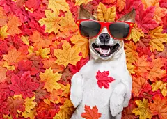 点击来源直接获取大图文件 |jack russell dog , lying on the ground full of fall autumn leaves, sleeping and lying on the back torso, wearing funny sunglasses