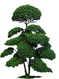 南昌·彭于晏采集到植物