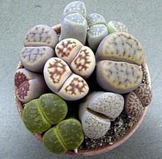 Living stones, (Lith...