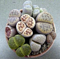 Living stones, (Lithops), are unusual succulents that look like small, rounded stones. Living stones, also called flowering stones or pebble plants, can live up to 50 years and rarely need to be re-potted. Stunning daisy-like blooms appear in November and