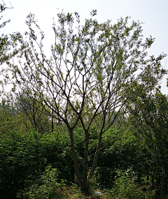 RebecaaYANG采集到植物规格