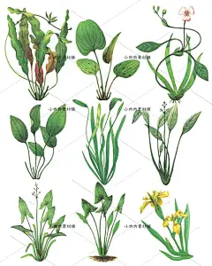 手绘插画水彩绿色水生植物盆栽绿植水草植物PNG设计素材png404-淘宝网