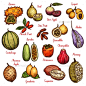 奇异的热带水果和浆果——食物对象Exotic Fruits and Tropical Berries - Food Objects农业、木通属、苹果、亚洲、浆果、哈密瓜、chambakka,cupuassu,异国情调,农业,食品,水果,granadilla,收获,图标,果汁,多汁,kiwano,kuruba,枇杷,marang,奇迹,自然、有机的,柿子,素描,热带,矢量,素食,维生素 agriculture, akebia, apple, asian, berry, Cantaloupe, chambak