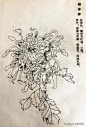 六十种菊花白描稿，原来菊花有这么多品种！