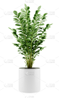 白色背景,室内植物,分离着色,锅,自然,垂直画幅,绿色,无人,背景分离,白色