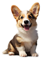 柯基幼犬2