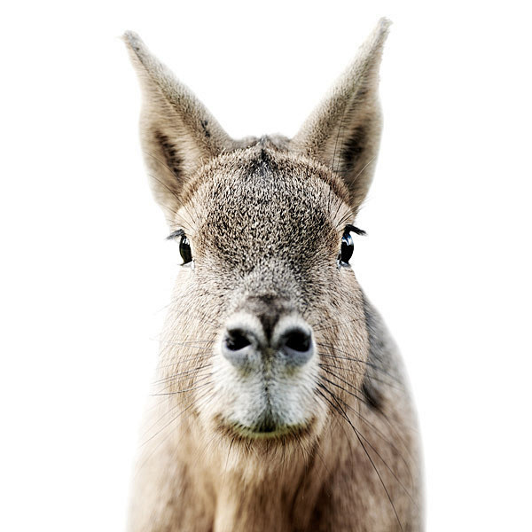 Animals by Morten Ko...