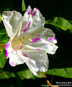 花花ing采集到一朵花