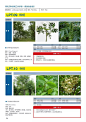 干货：230种万科景观常用植物汇总（内部资料）