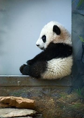小熊猫乖乖...