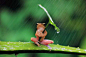 在印度尼西亚一只树蛙被拍到抱着树叶躲雨，摄影师表示这只树蛙抱了半小时才撒手