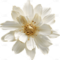 白色花朵8