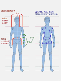 火锅浅析采集到人体——结构