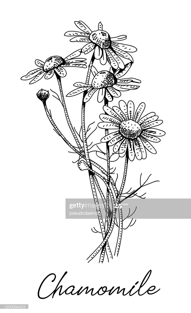 17:32:00洋 甘菊 : 插圖檔手绘植物鸡籽_同采自gettyimages