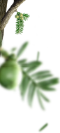 绿色 叶子 植物 果实 前景
