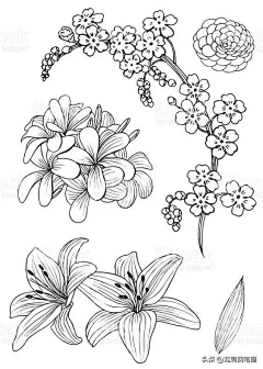 小鹿斑比树采集到插画-植物花卉线稿