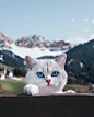 九命^猫