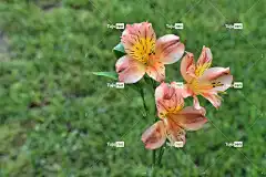 花朵 植物 花壁纸 印加百合 美丽的花朵 六出花 花瓣 盛开