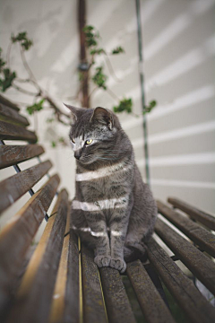 夜梦城采集到猫咪的场景