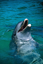 鲸目·海豚科·瓶鼻海豚属：瓶鼻海豚