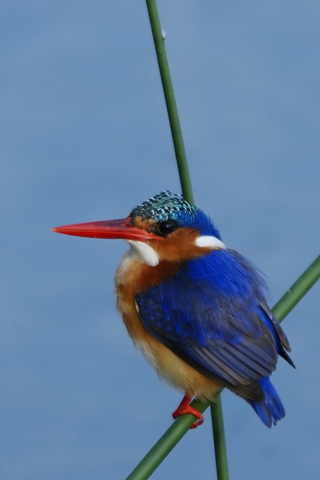 佛法僧目翠鸟科科里翠鸟属冠翠鸟