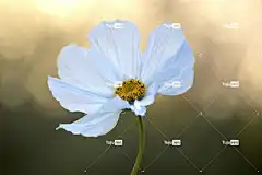 宇宙花 花 全高清壁纸 美丽的壁纸 植物 花瓣 开花 壁纸4K