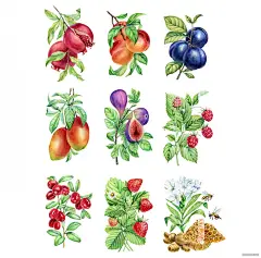 顶级鲜花美食水果手绘插画-挪威Kateryna Savchenko [46P] (29).jpg