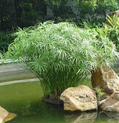 共赴采集到植物意向（地被）