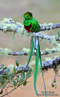 Bird Model LXXIX.
{quetzal}