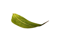 丶小神采集到植物素材