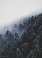 松树_高质量免费素材_雾_松树_自然_树_迷雾,雾,松树,自然,树,迷雾-沙沙野