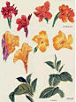 国画教程：水仙、玉兰、芍药等8种花卉写意画法图解