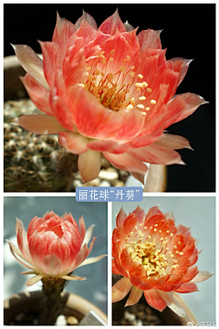 焕锦采集到【生命真言】-雪猫戏扑风花影 ，烟火人间港泊船