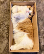 盒子里的猫 ​​​​