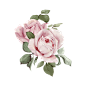 粉色 玫瑰