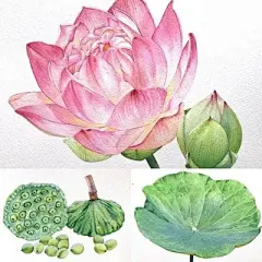 花草 - 高清图片，堆糖，美图壁纸兴趣社区