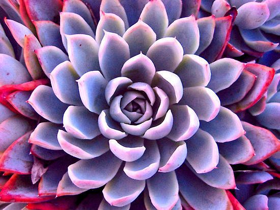 Grey & Pink Succulen...