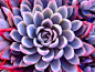 Grey & Pink Succulent by Susan Brown via redbubble.